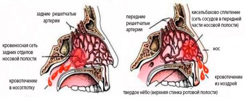 Структурата на носната кухина