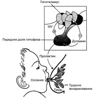 Как се образува кърмата?