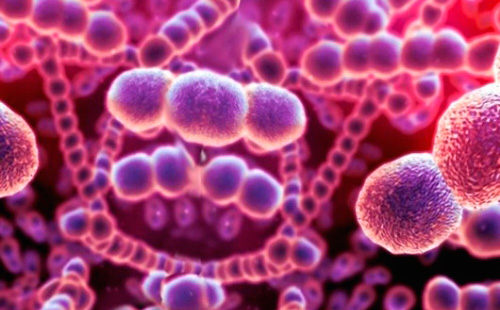 Бактерии от Streptococcus