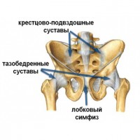 Диаграмата показва структурата на таза